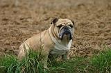 BULLDOG ANGLAIS 210